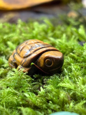 Turtle |  1 inch